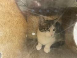 Shelter Stray Male Cat last seen Near BLOCK MAPLE LN, KENT WA 98030, 21615 64th Ave S, Kent, WA 98032, USA