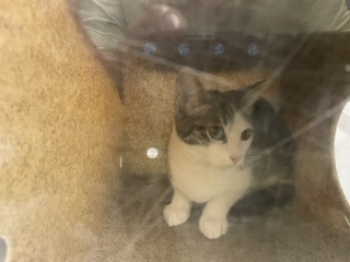 Shelter Stray Male Cat last seen Near BLOCK MAPLE LN, KENT WA 98030, 21615 64th Ave S, Kent, WA 98032, USA