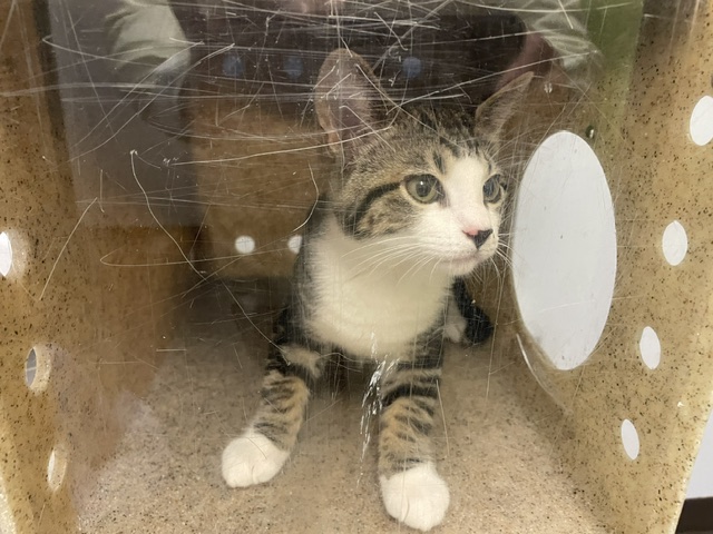 Shelter Stray Male Cat last seen Near BLOCK MAPLE LN, KENT WA 98030, 21615 64th Ave S, Kent, WA 98032, USA