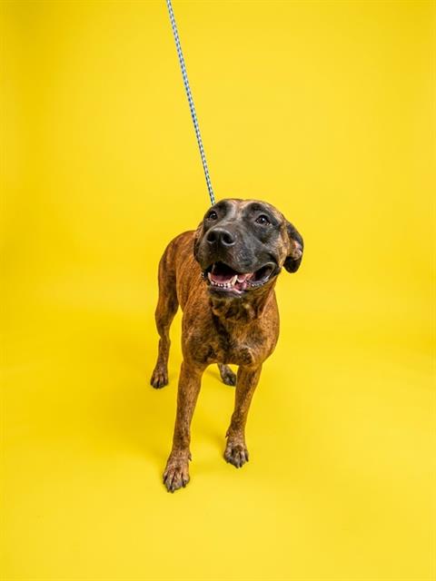 Shelter Stray Female Dog last seen Near BLOCK RENAULT DR, 2020 Forest St, Jacksonville, FL 32204, USA