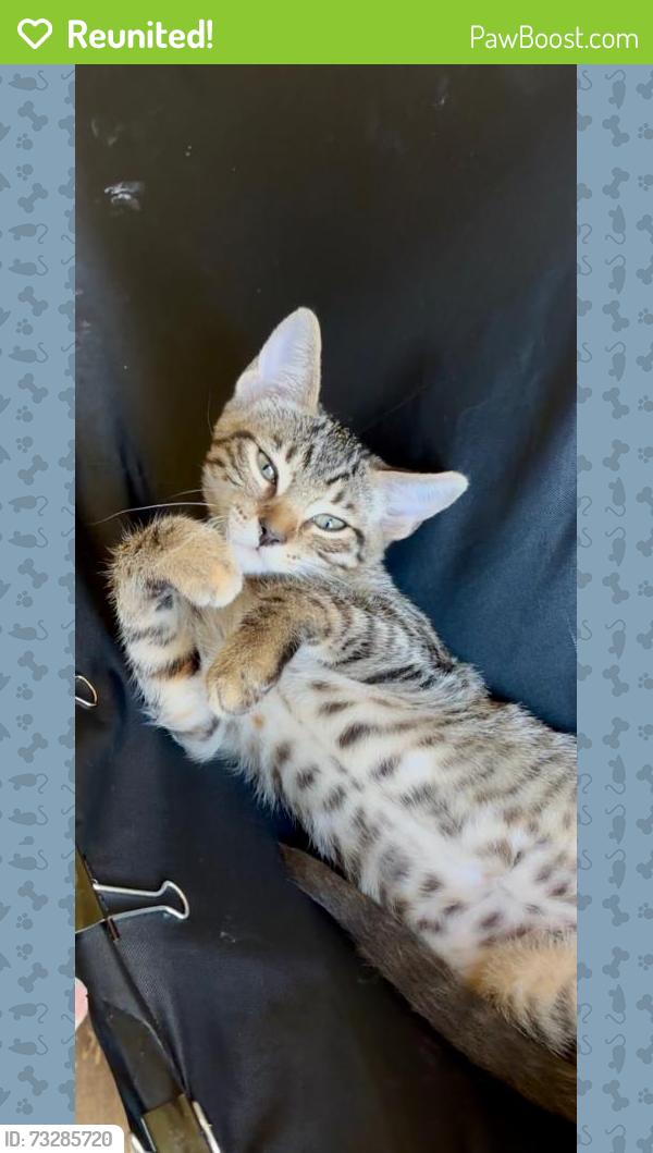 Reunited Female Cat last seen 137th Pl/La Cienega, Del Aire, CA 90250
