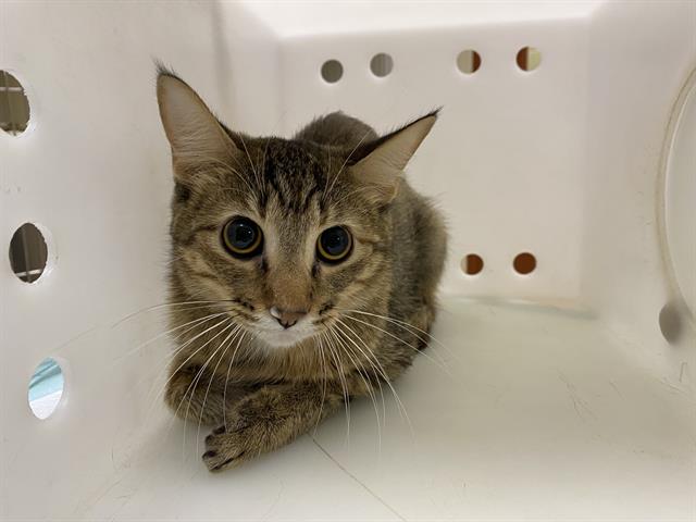 Shelter Stray Female Cat last seen Near BLOCK W WISCONSIN AVE, 3839 W Burnham St, West Milwaukee, WI 53215, USA