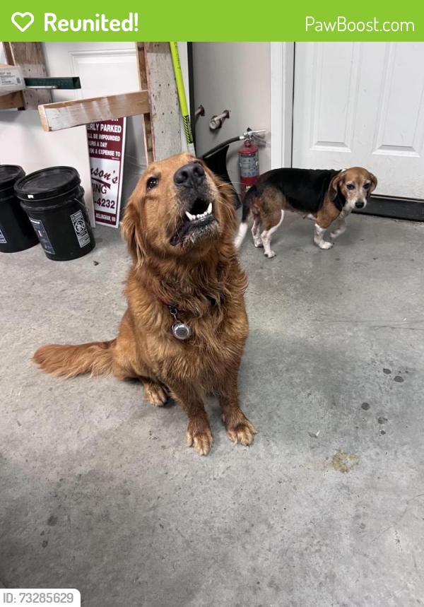 Reunited Female Dog last seen Birch Street and Birch Falls Drive, Bellingham, WA, Bellingham, WA 98229