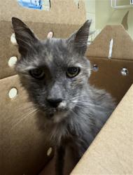 Shelter Stray Female Cat last seen REDWOOD AVE & GIBSON ST, 2127 Front St, Sacramento, CA 95818, USA