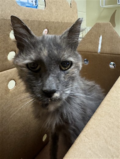 Shelter Stray Female Cat last seen REDWOOD AVE & GIBSON ST, 2127 Front St, Sacramento, CA 95818, USA