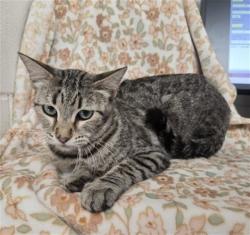Shelter Stray Female Cat last seen CYPRESS AVE & TULIP CT, FONTANA, CA, 92335, USA, 333 Chandler Pl, San Bernardino, CA 92408, USA