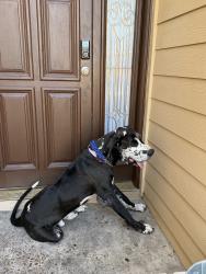Found/Stray Male Dog last seen Near hse with numbers 7726 on front porch, Houston, TX 77072