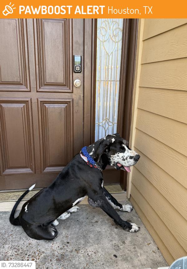 Found/Stray Male Dog last seen Near hse with numbers 7726 on front porch, Houston, TX 77072