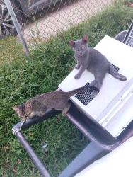 Lost Male Cat last seen Ames, Estelle, LA 70072