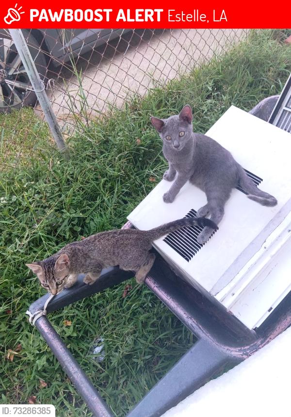 Lost Male Cat last seen Ames, Estelle, LA 70072