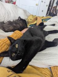 Reunited Male Cat last seen Livingston and Clementine, Philadelphia, PA 19134