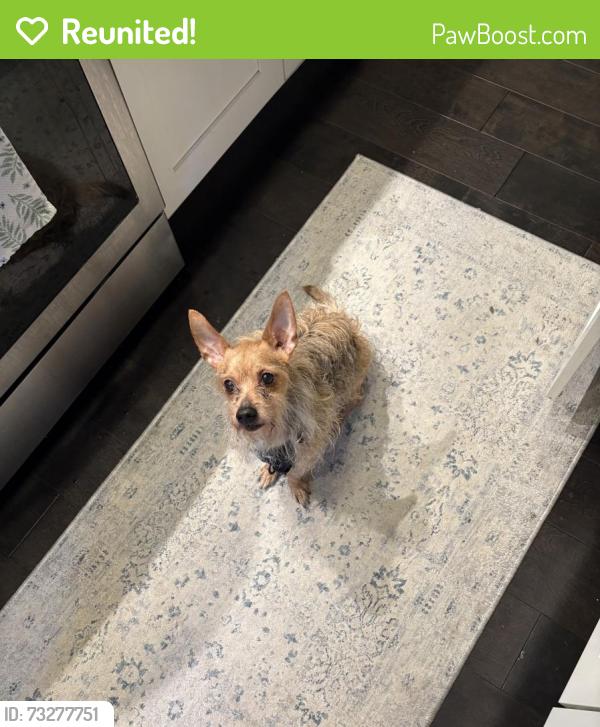 Reunited Male Dog last seen Jefferson Park, Chicago, IL 60616