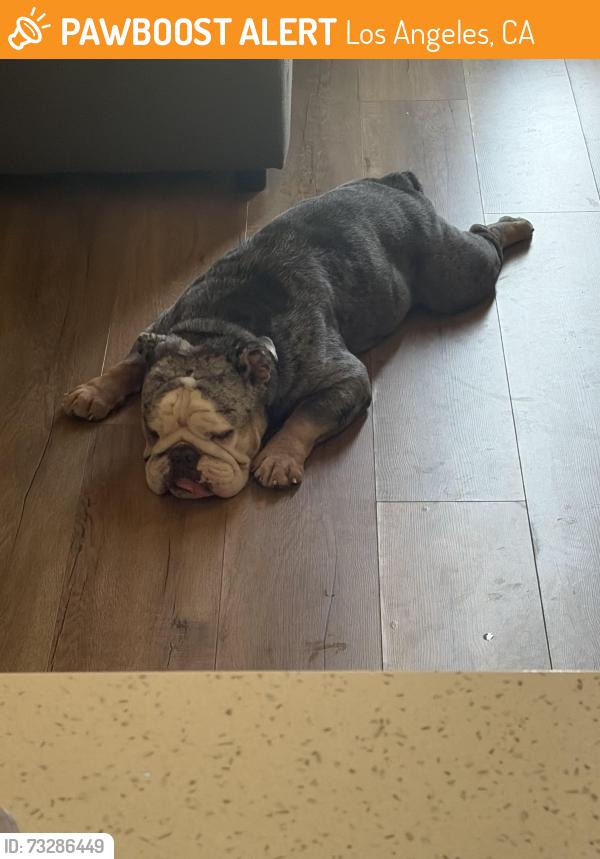 Found/Stray Male Dog last seen Silverlake park, Los Angeles, CA 90026