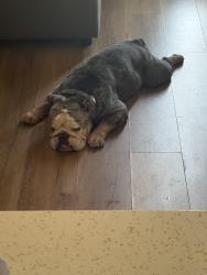 Found/Stray Male Dog last seen Silverlake park, Los Angeles, CA 90026