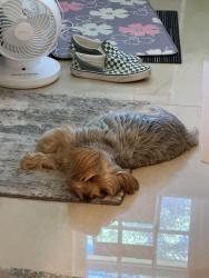 Reunited Female Dog last seen Ran out of the hse, Syosset, NY 11791