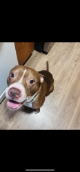 Reunited Male Dog last seen Near Merrill Dr, San Jose, CA 95124, USA, San Jose, CA 95124