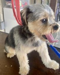 Lost Male Dog last seen Lubec St. & Jaboneria Rd., Bell Gardens, CA 90201