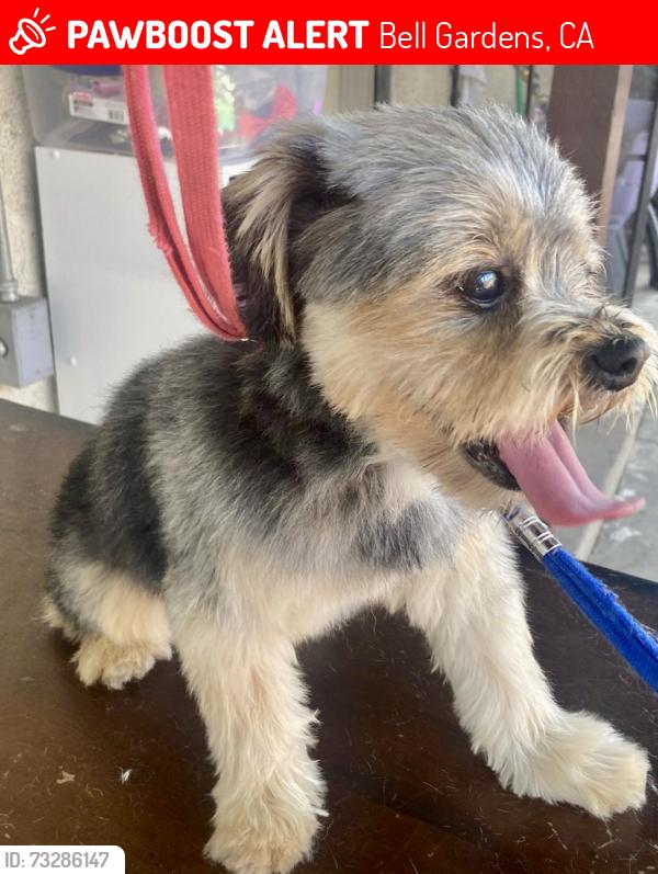 Lost Male Dog last seen Lubec St. & Jaboneria Rd., Bell Gardens, CA 90201