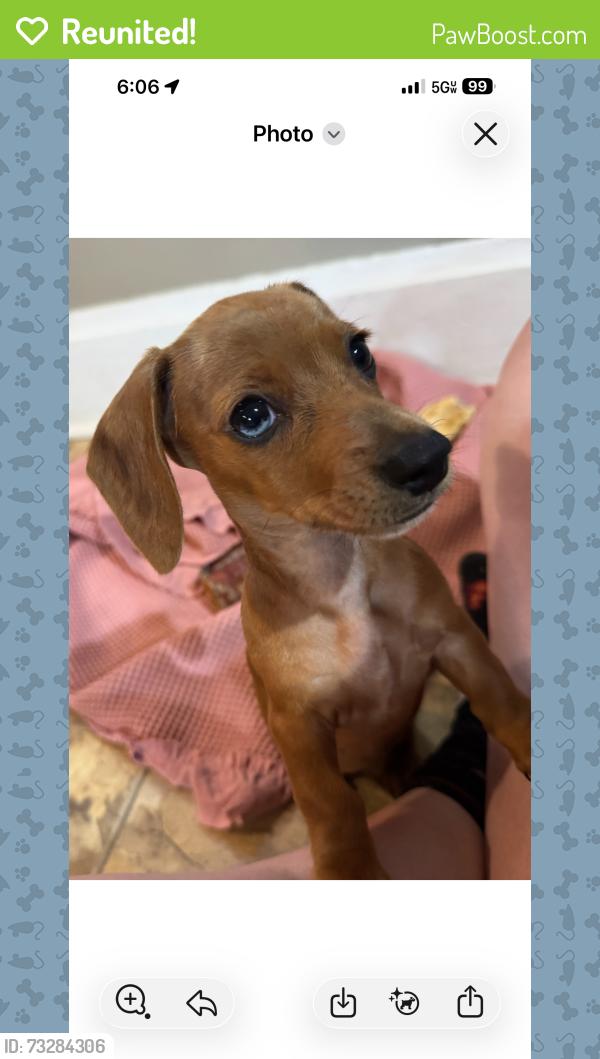 Reunited Female Dog last seen Near, Circleville, OH 43113