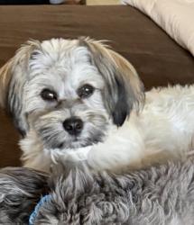 Reunited Female Dog last seen Ocean beach dog beach, San Diego, CA 92107