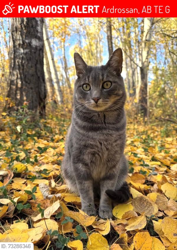 Lost Male Cat last seen Greenbrae ests, Range Road 222 between Wye and Baseline, Ardrossan, AB T8E 2G2