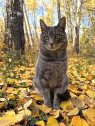 Lost Male Cat last seen Greenbrae ests, Range Road 222 between Wye and Baseline, Ardrossan, AB T8E 2G2