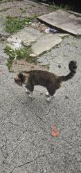 Found/Stray Unknown Cat last seen Nicholas and 23rd st, Philadelphia, PA 19121