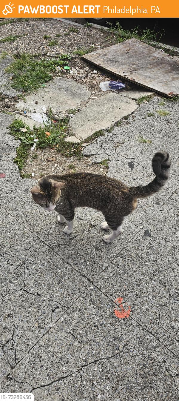Found/Stray Unknown Cat last seen Nicholas and 23rd st, Philadelphia, PA 19121