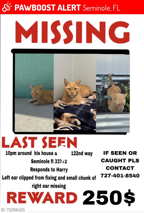 Lost Female Cat last seen The apmts on 122nd, Seminole, FL 33772
