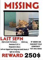Lost Female Cat last seen The apmts on 122nd, Seminole, FL 33772