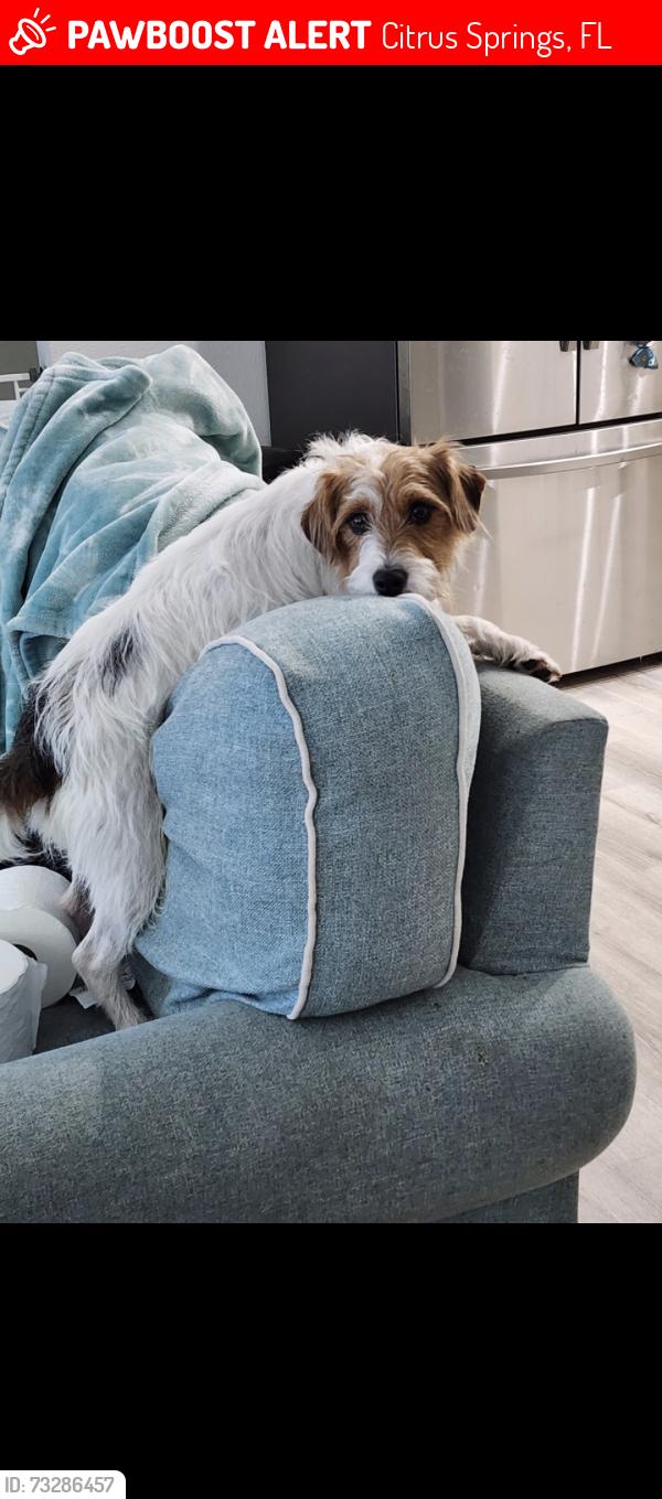 Lost Male Dog last seen Lorraine and Evergreen, Citrus Springs, FL 34434