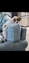 Lost Male Dog last seen Lorraine and Evergreen, Citrus Springs, FL 34434
