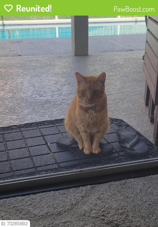 Reunited Male Cat last seen Near Eastbridge dr, Oviedo, FL 32765