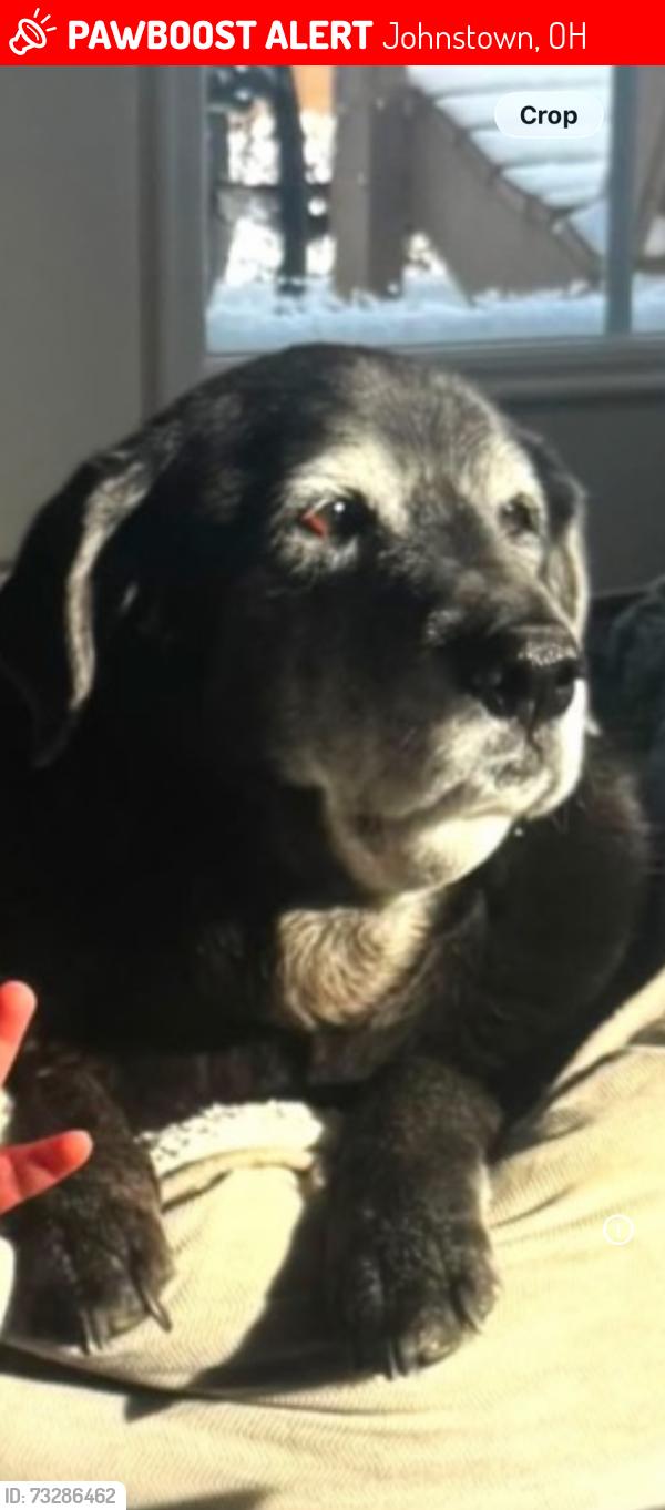 Lost Female Dog last seen Near sportsman club road, Johnstown Ohio, Johnstown, OH 43031