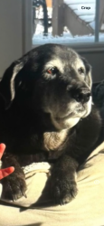 Lost Female Dog last seen Near sportsman club road, Johnstown Ohio, Johnstown, OH 43031