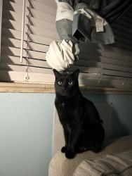 Reunited Male Cat last seen S. Holly st. and Mexico Ave. 80222. Ashgrove park., Denver, CO 80222