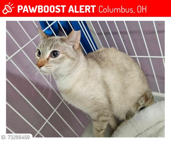 Lost Female Cat last seen last seen summerbreeze drive under trucks and bushes, Columbus, OH 43223