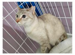 Lost Female Cat last seen last seen summerbreeze drive under trucks and bushes, Columbus, OH 43223