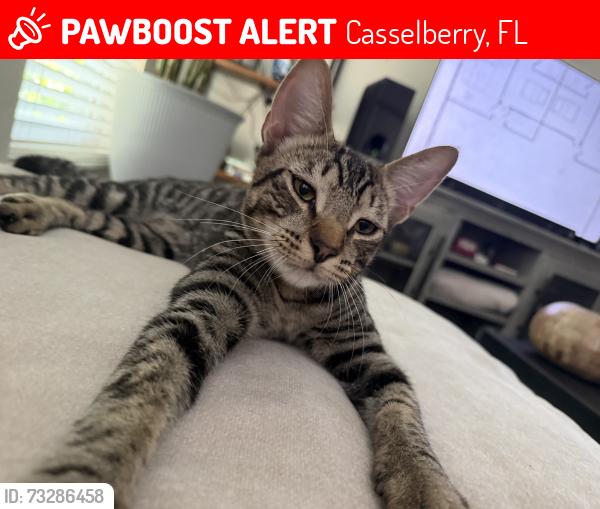 Lost Male Cat last seen Marigold, Casselberry, FL 32707