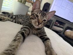 Lost Male Cat last seen Marigold, Casselberry, FL 32707