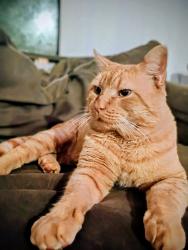Lost Male Cat last seen Beaver river preserve, Richmond, RI 02898