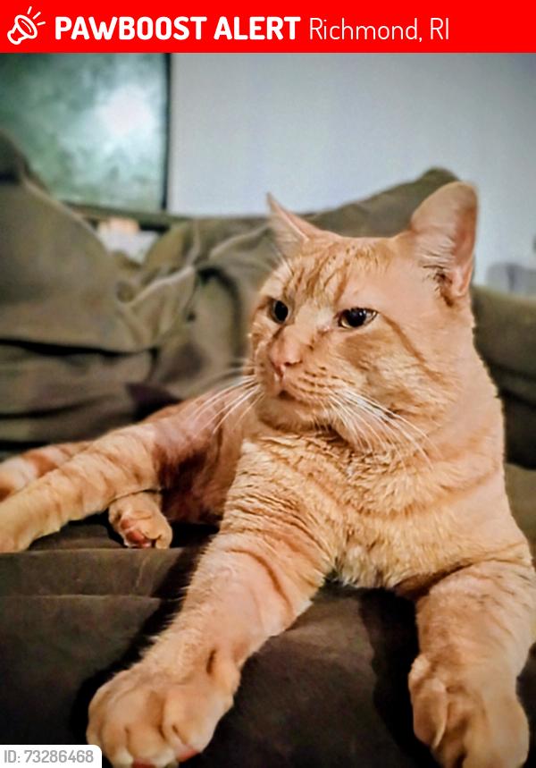 Lost Male Cat last seen Beaver river preserve, Richmond, RI 02898
