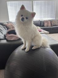 Reunited Male Dog last seen Monroe Dr, Sacramento, CA 95829