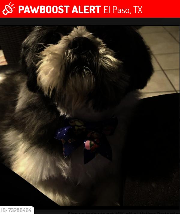 Lost Male Dog last seen Crestmont, El Paso, TX 79912