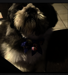 Lost Male Dog last seen Crestmont, El Paso, TX 79912