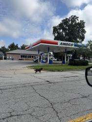 Found/Stray Unknown Dog last seen By Yaso, Indianapolis, IN 46203