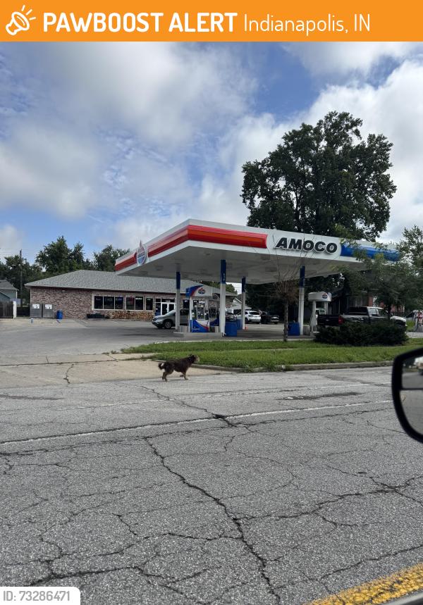 Found/Stray Unknown Dog last seen By Yaso, Indianapolis, IN 46203