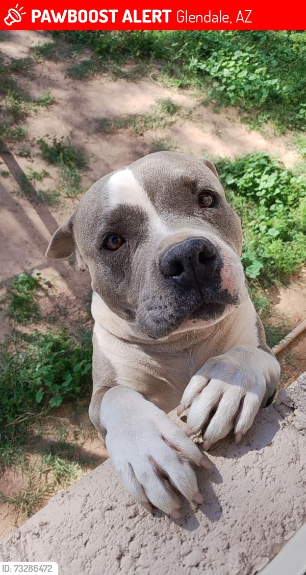 Lost Male Dog last seen Near n 66th ave, Glendale, AZ 85304