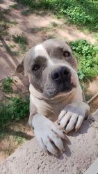 Lost Male Dog last seen Near n 66th ave, Glendale, AZ 85304