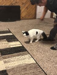 Lost Male Cat last seen Iliff y 6, Aurora, CO 80018